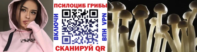 где купить наркоту Бородино MEGA зеркало Псилоцибиновые грибы мицелий